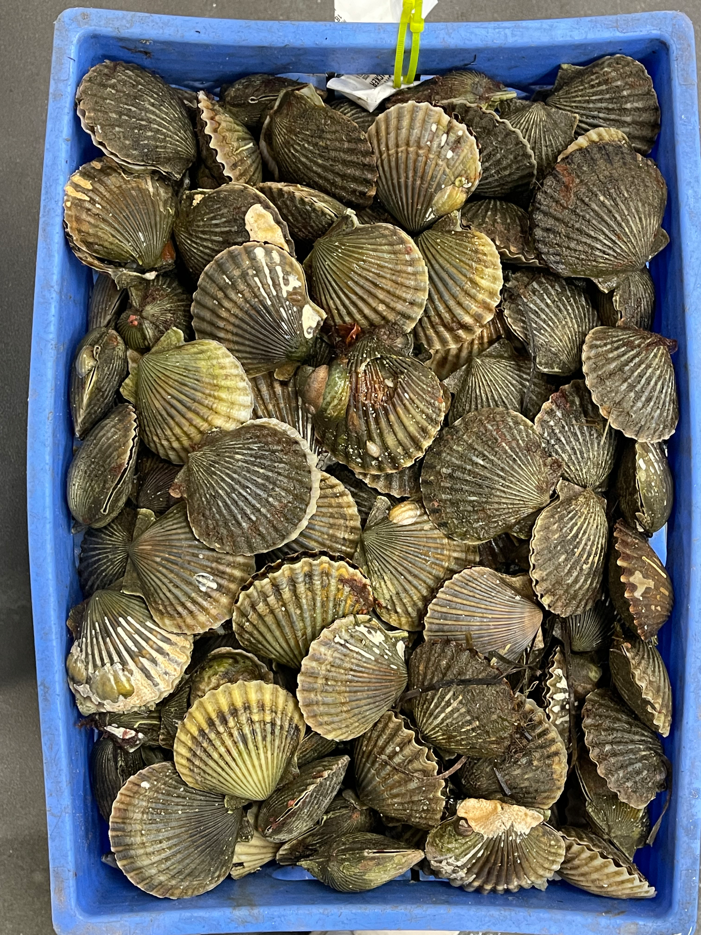 Nantucket Bay Scallops Gift