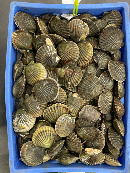 Nantucket Bay Scallops Gift