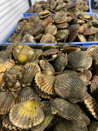 Nantucket Bay Scallops Gift