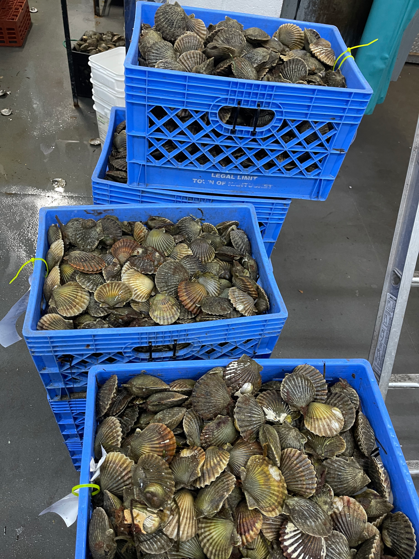 Nantucket Bay Scallops Gift