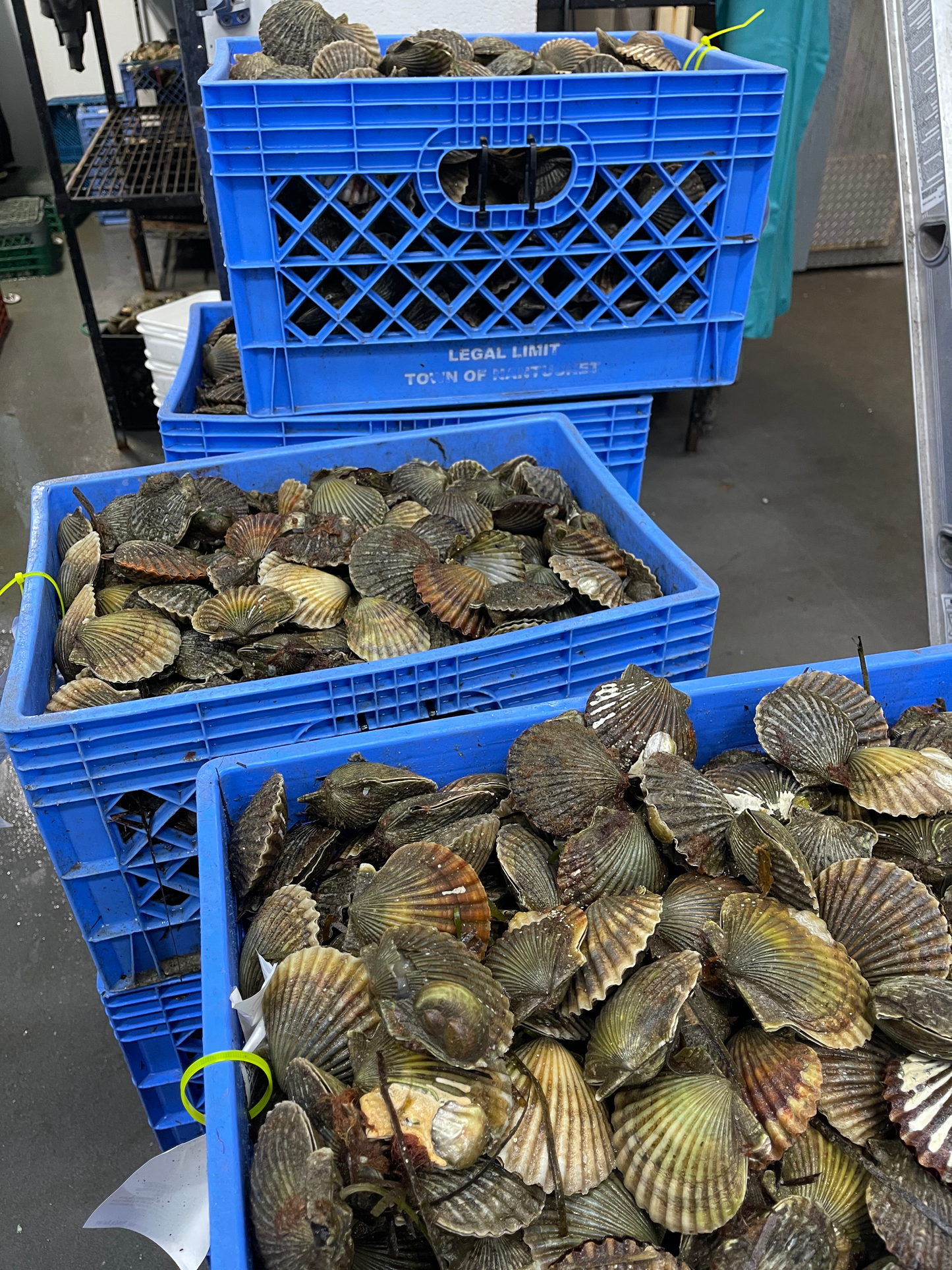 Nantucket Bay Scallops Gift