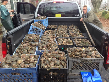 Nantucket Bay Scallops Gift